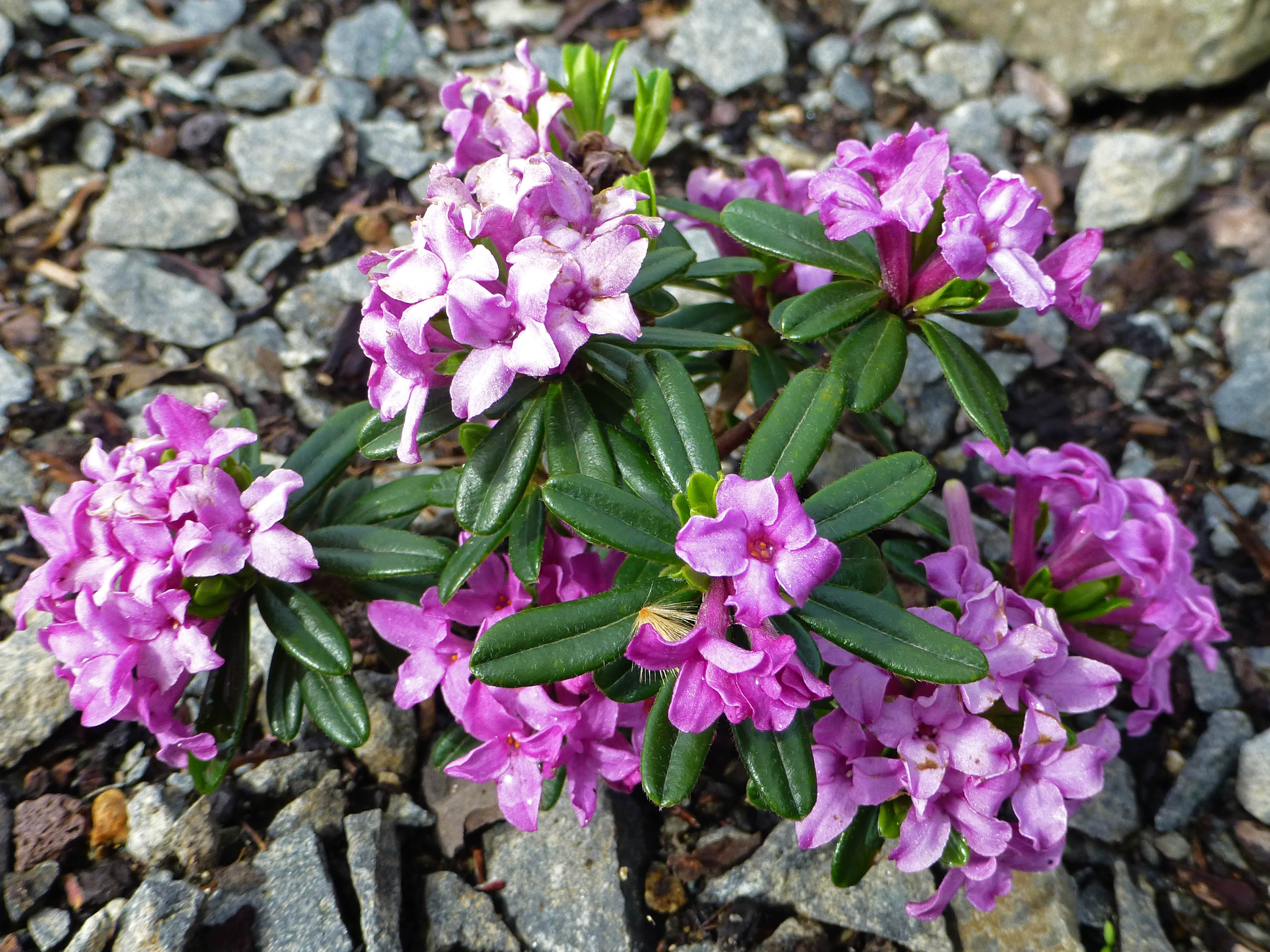 Daphne arbuscula